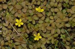 Argentina anserinoides