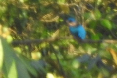 Cotinga amabilis
