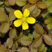 New Zealand Silverweed - Photo (c) Pat Enright, some rights reserved (CC BY-NC), uploaded by Pat Enright