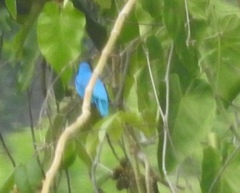 Cotinga amabilis