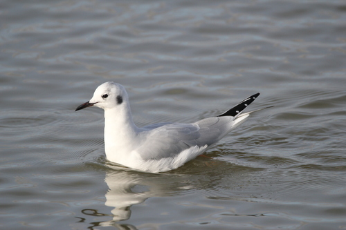 Gaviota de Bonaparte (Chroicocephalus philadelphia)