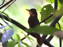 Automolus ochrolaemus