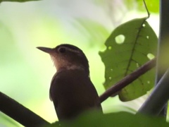 Automolus ochrolaemus