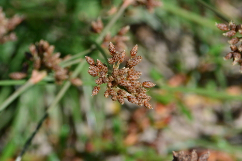 Fimbristylis cymosa ssp. cymosa