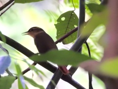 Automolus ochrolaemus