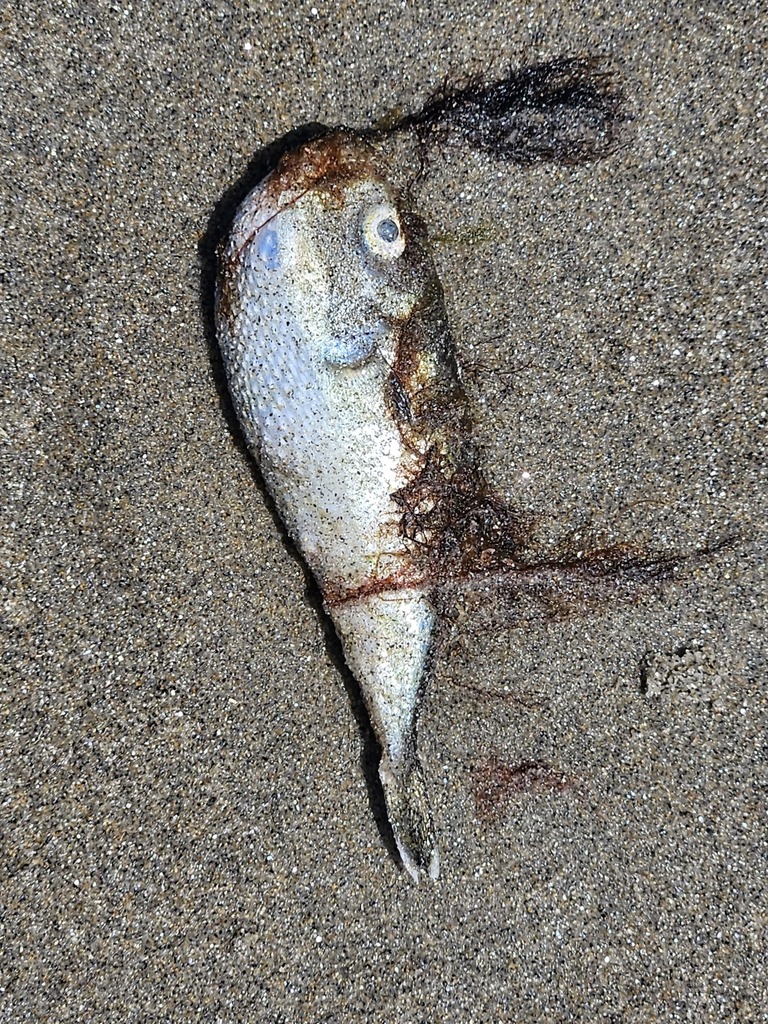 Smooth Puffer