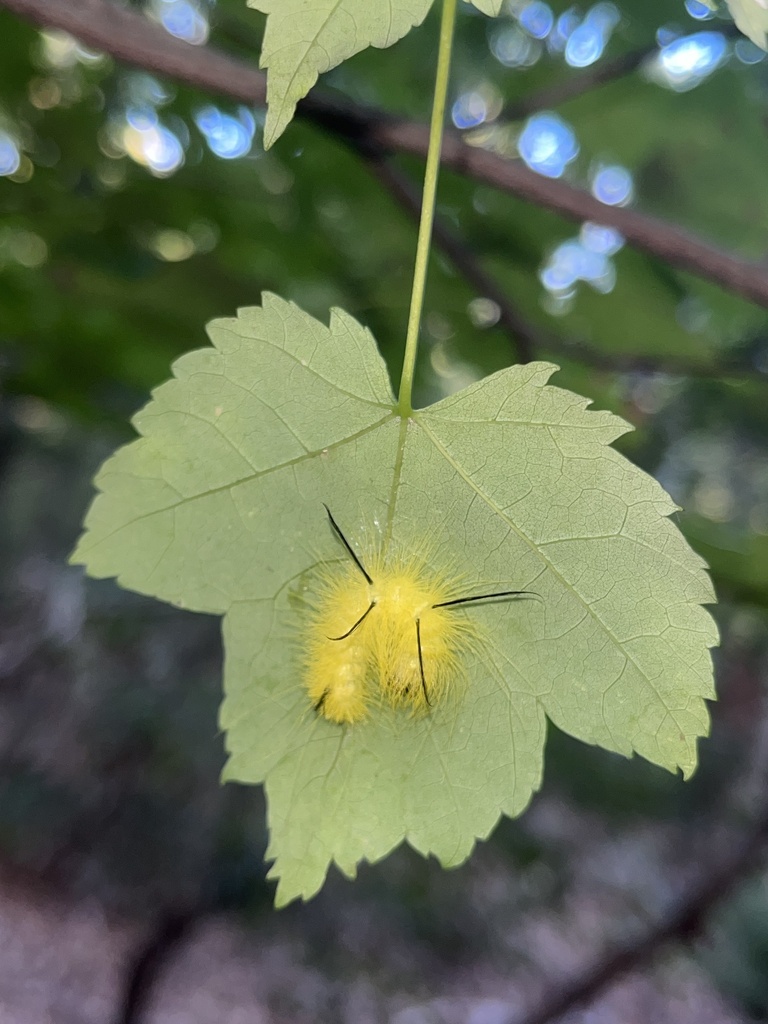 American Dagger from Planting Fields Foundation, Matinecock, NY, US on ...