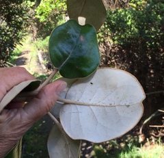Brachyglottis rotundifolia