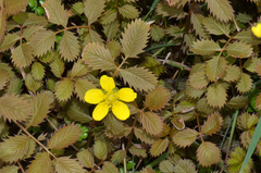 Argentina anserinoides