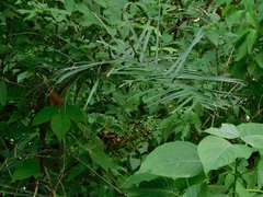 (c) Neptalí Ramírez Marcial, some rights reserved (CC BY) Chamaedorea glaucifolia, photograph (c) Neptalí Ramírez Marcial, some rights reserved (CC BY)