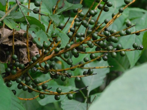 Chamaedorea glaucifolia, photograph 2