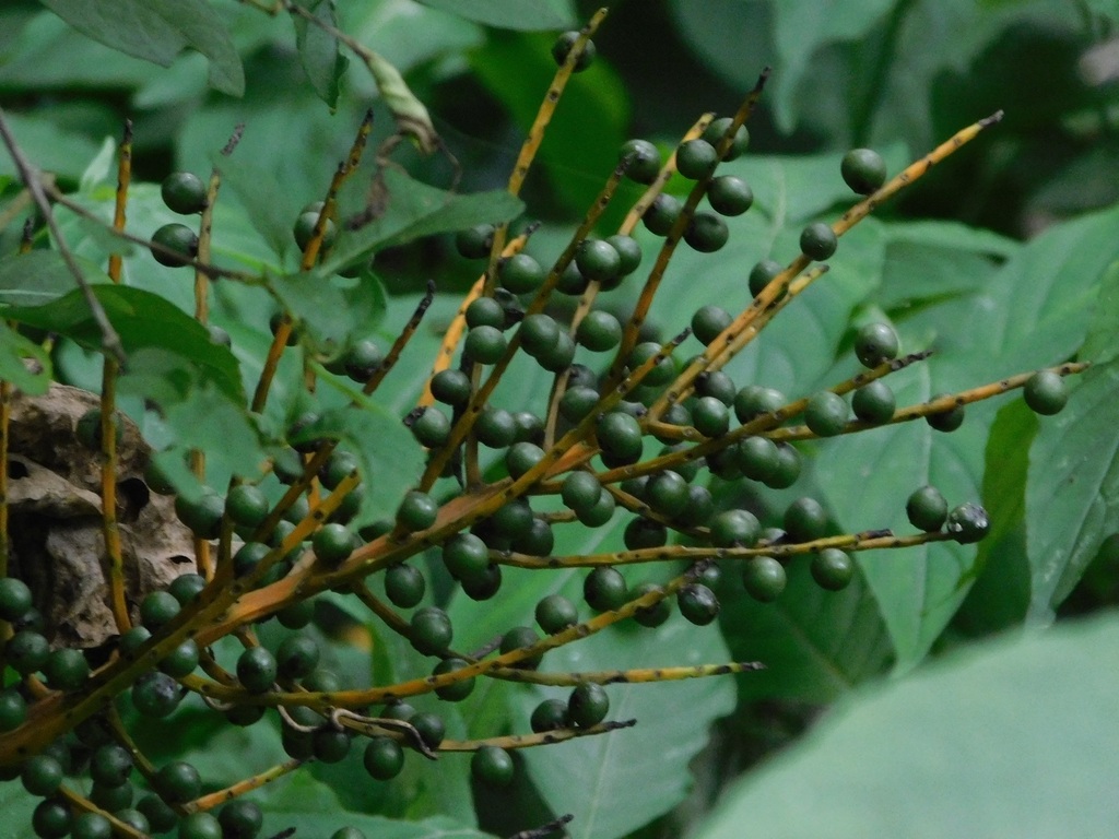 Chamaedorea glaucifolia; photograph (c) Neptalí Ramírez Marcial, some rights reserved (CC BY)