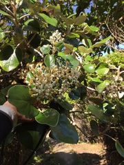 Brachyglottis rotundifolia