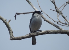 White-Lored Gnatcatcher photo 5