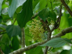Pittocaulon velatum, photograph (c) Neptalí Ramírez Marcial, some rights reserved (CC BY)