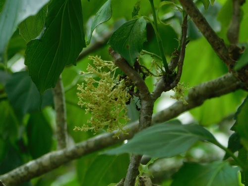 Pittocaulon velatum, photograph 3