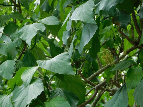 Pittocaulon velatum, photograph 5