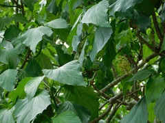 Pittocaulon velatum, photograph (c) Neptalí Ramírez Marcial, some rights reserved (CC BY)