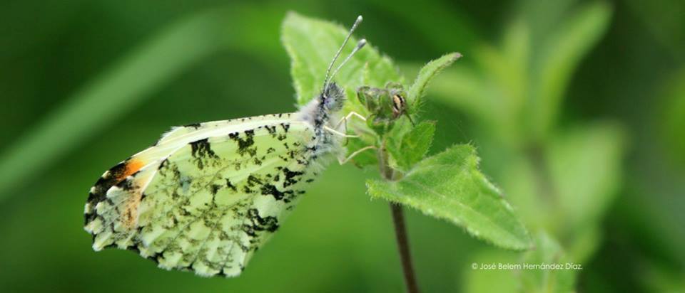 Mexican Orangetip