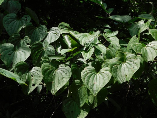 Yam (Dioscorea spiculiflora)