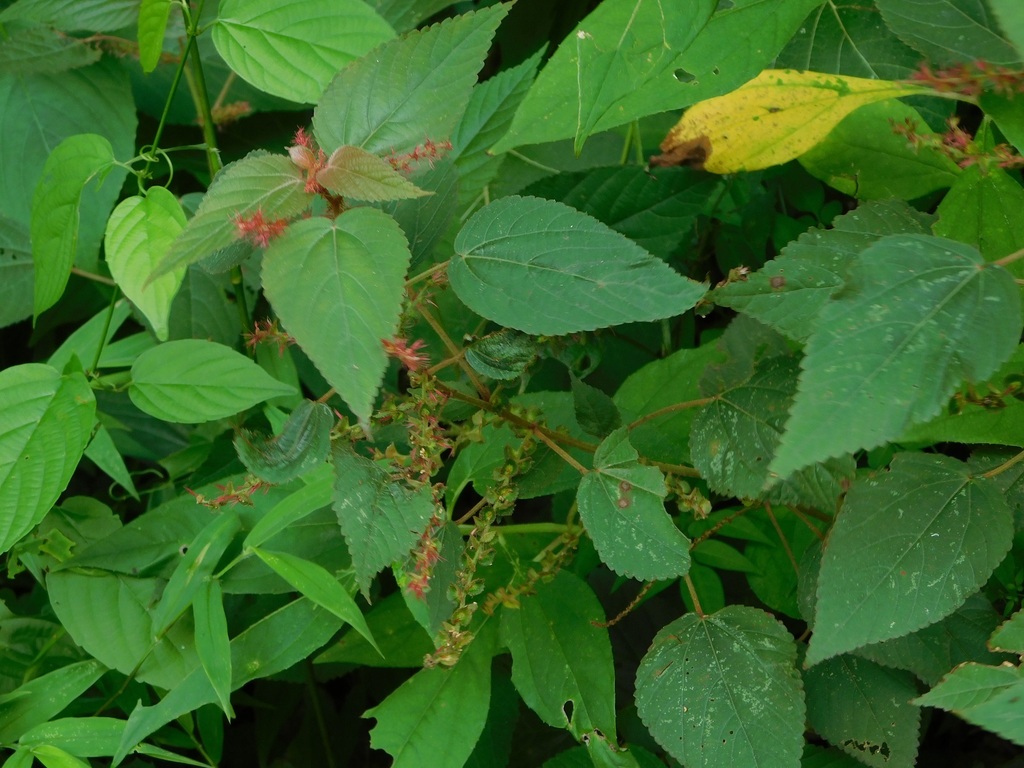 Acalypha chiapensis Brandegee 2