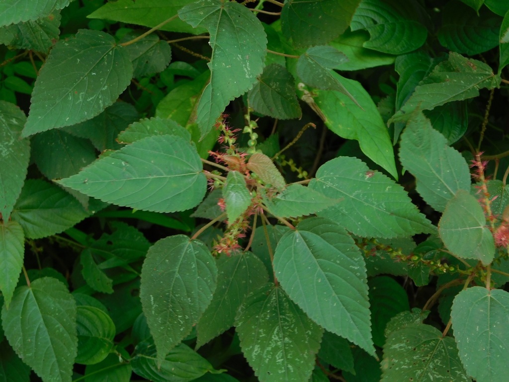 Acalypha chiapensis Brandegee