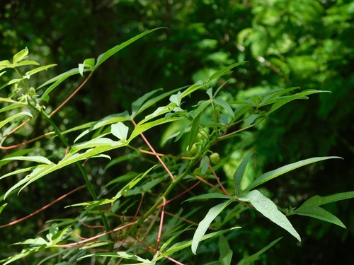 Manihot rhomboidea, photograph 3