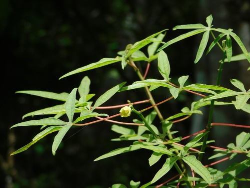 Manihot rhomboidea, photograph 1