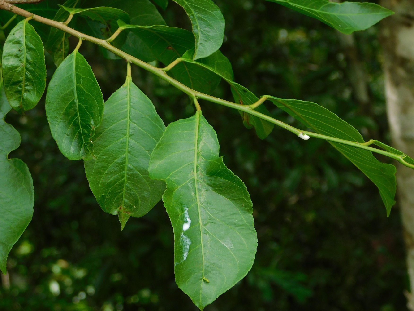 Sebastiania adenophora