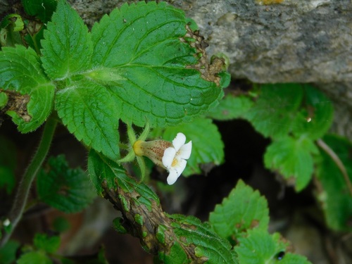 Achimenes warszewicziana (Achimenes warszewicziana)