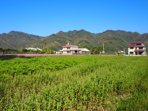 Representative image of Chenopodium ficifolium