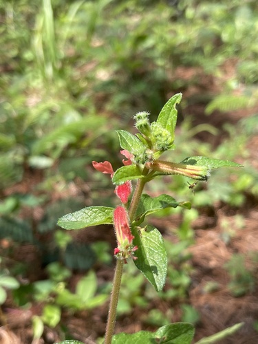 Cuphea heterophylla observed 2023-08-11