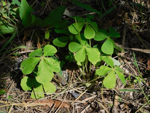 Sorrel (Oxalis nelsonii)