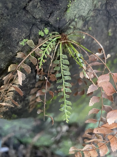Polystichum formosanum iNat (1)