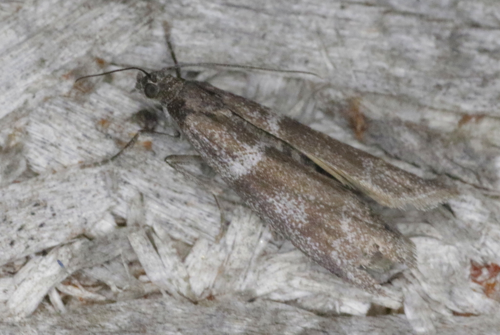 Myelopsis davidi