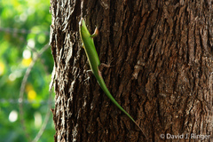 Lamprolepis smaragdina