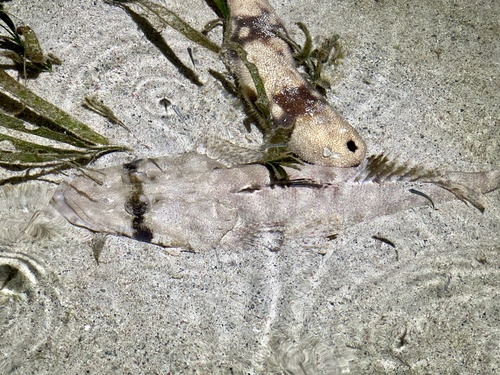 Flathead (Cociella punctata) — Platycephalidae