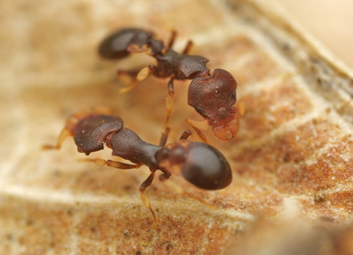 Colobostruma foliaceaColobostruma foliacea