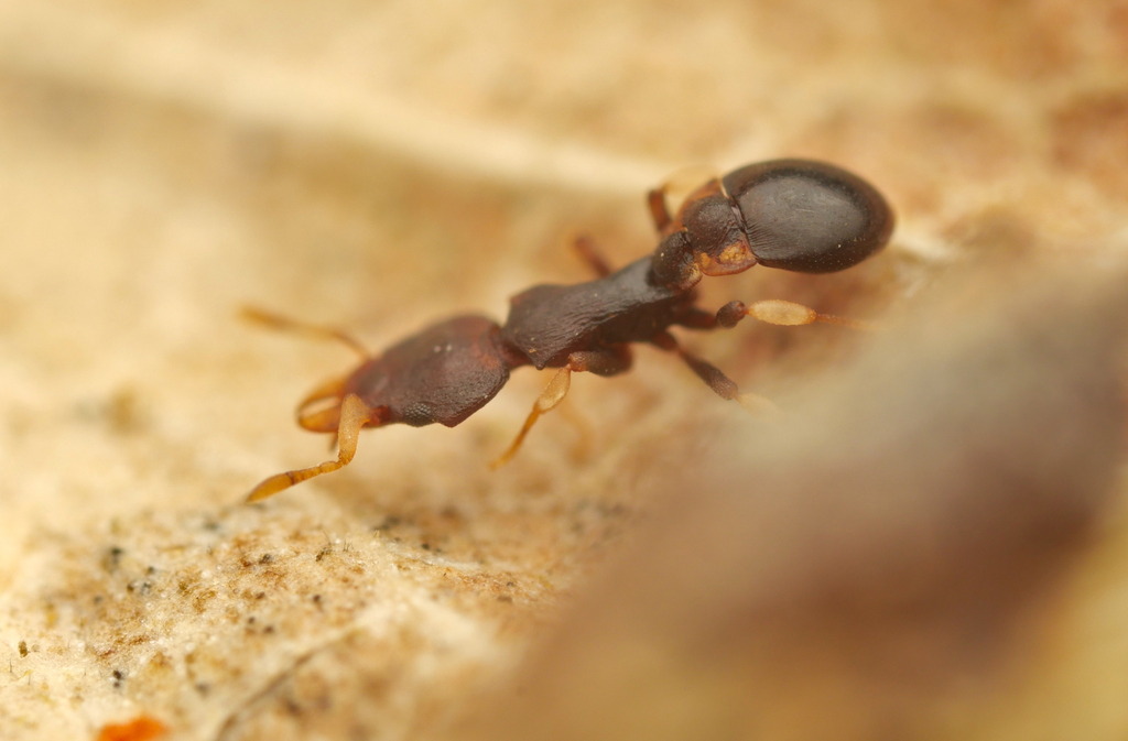 Colobostruma foliacea species group