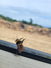Bombus borealis image