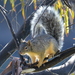 Peters's Squirrel - Photo (c) Art Mur, some rights reserved (CC BY-NC-ND), uploaded by Art Mur