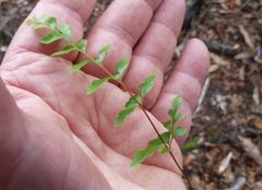 Lindsaea trichomanoides