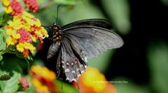 Heraclides rogeri pharnaces