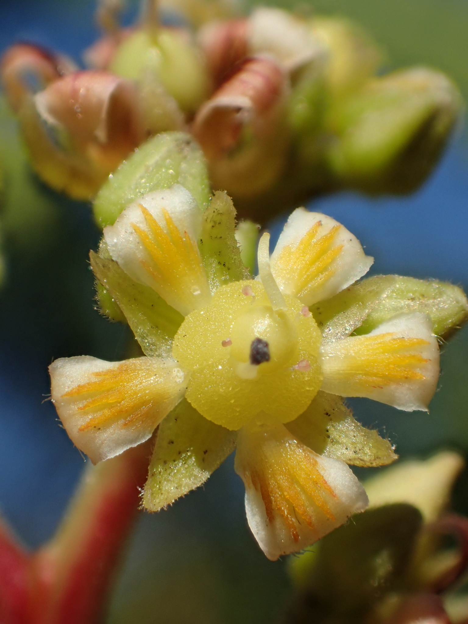 Indian mango (Mangifera indica) · iNaturalist