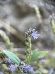 Phacelia quickii