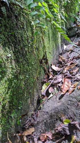 Image of Polystichum lepidocaulon by (c) 許文俊, some rights reserved (CC BY-SA)