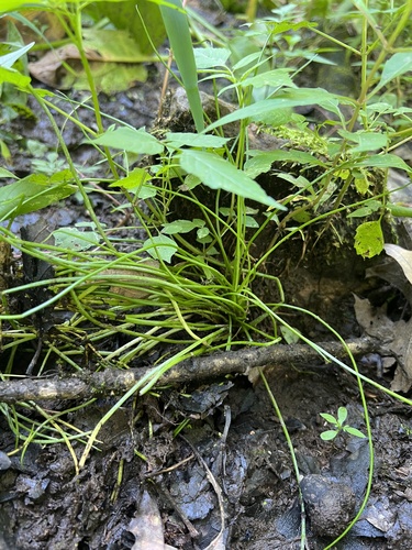 Engelmann's quillwort (Isoetes engelmannii)