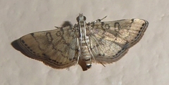 Lamprosema tampiusalis