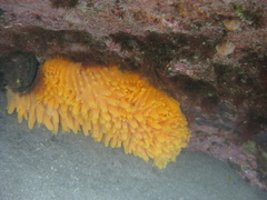 Polymastia aurantia