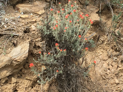 Castilleja foliolosa